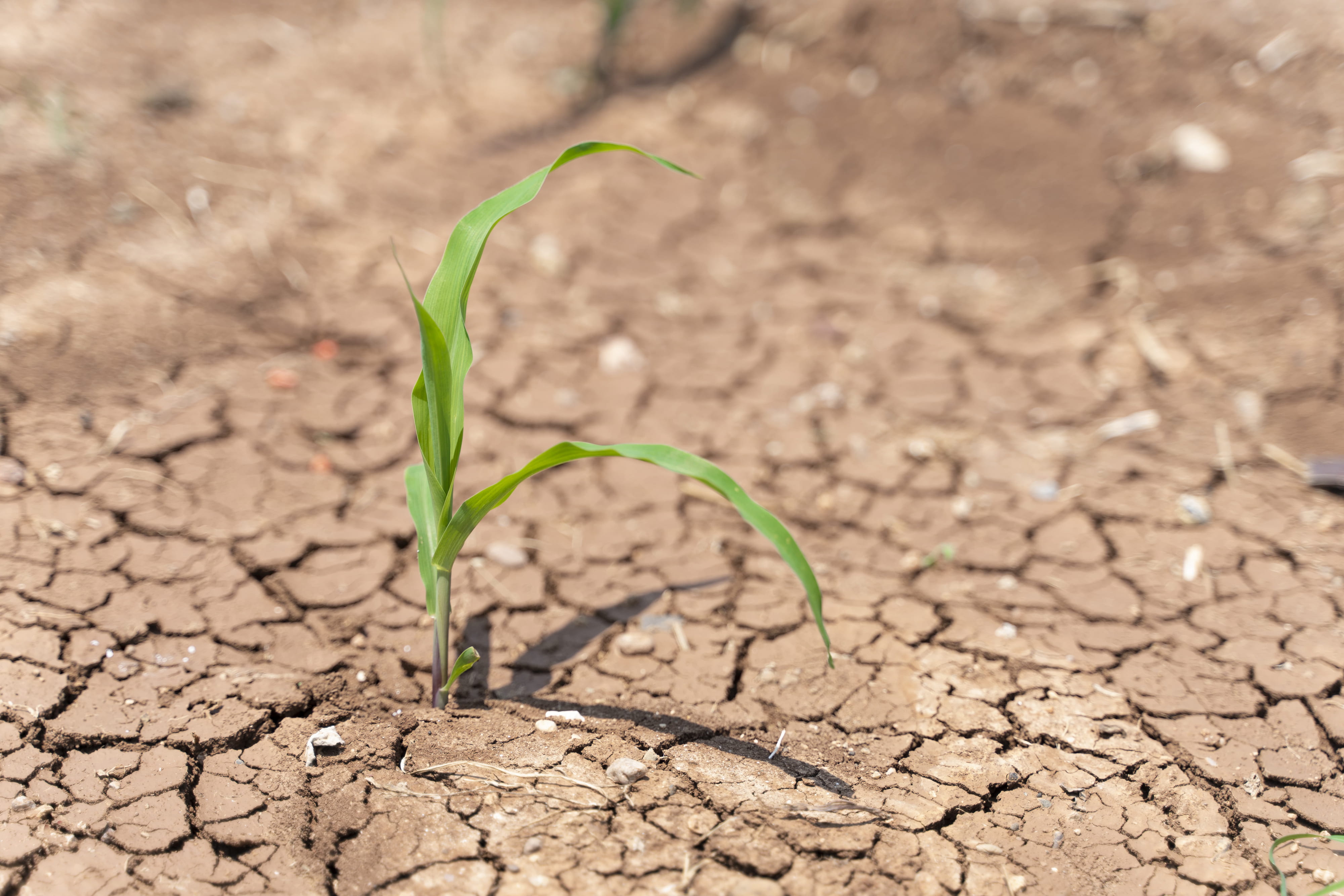 Ilustrační obrázek