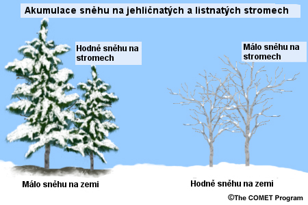 Differences in snow accumulation in coniferous versus deciduous forests